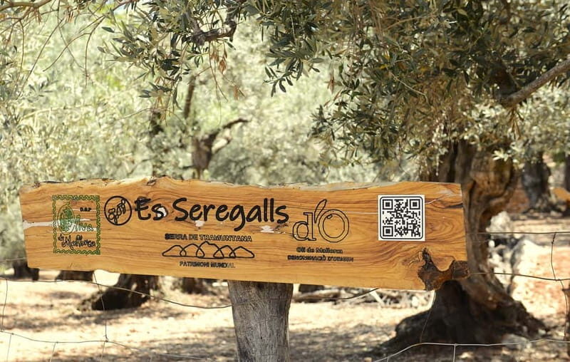 Serra de Tramuntana, Fornalutx: The olive tree: culture, cultivation, tasting. - Key Points