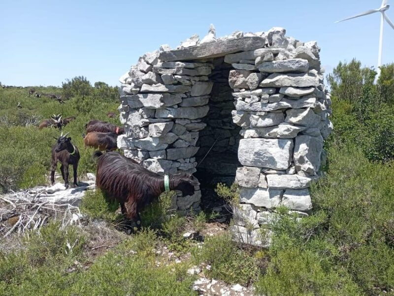 serra-dos-candeeiros-shepherd-for-a-morning