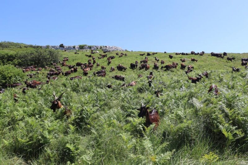 serra-dos-candeeiros-shepherd-for-a-morning