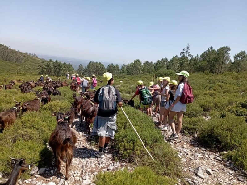 serra-dos-candeeiros-shepherd-for-a-morning