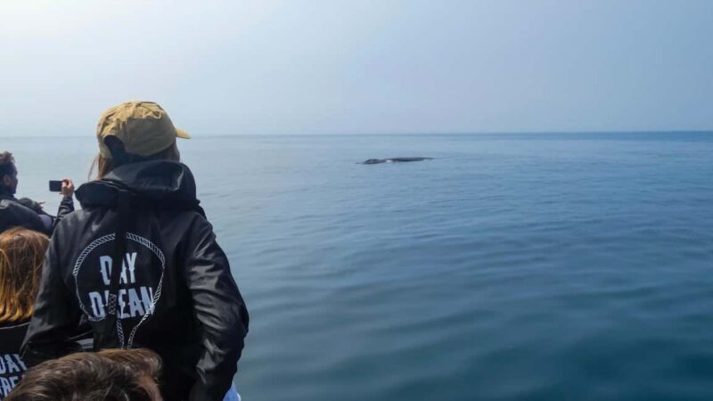 Sesimbra: Arrábida Dolphin and Whale Watching with Biologist - Authentic Experiences and Genuine Feedback