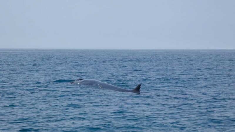 Sesimbra: Arrábida Dolphin and Whale Watching with Biologist - Who This Tour Is Perfect For