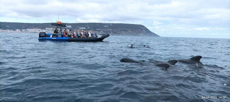 sesimbra-arrabida-dolphin-watching-boat-tour-with-biologist