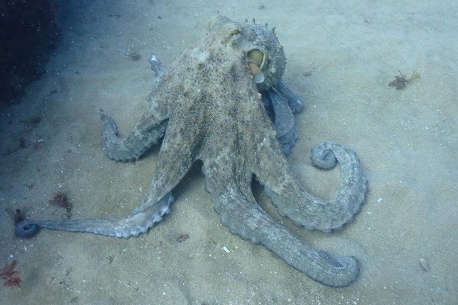 sesimbra-dive-discovery