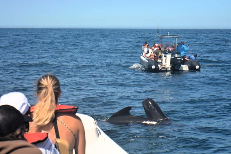 Sesimbra: Dolphin and Whales Watching with Biologist Guide - Why You’ll Love This Dolphin and Whale Watching Tour in Sesimbra