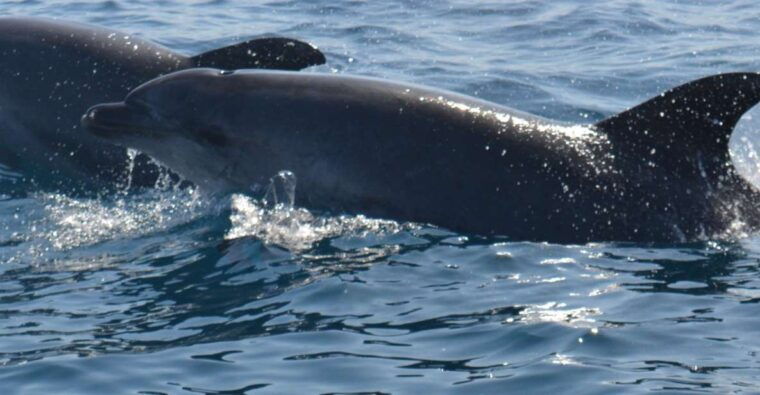 sesimbra-dolphin-watching-boat-tour-with-biologist-guide