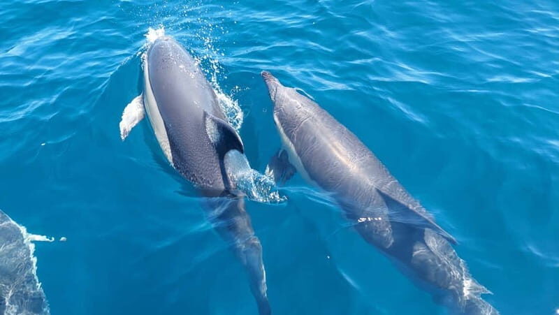 Sesimbra: Dolphin Watching Boat Trip - Sesimbra: Dolphin Watching Boat Trip — A Genuine Encounter with Marine Life