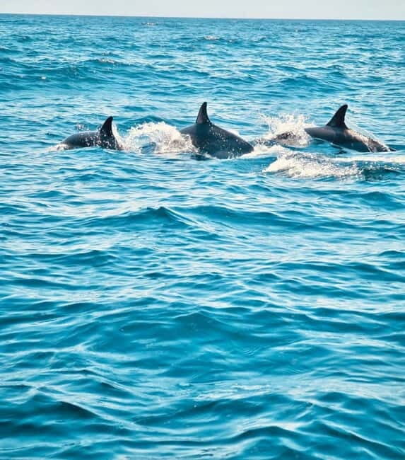 Sesimbra: Dolphin Watching Boat Trip - Key Points