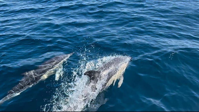 Sesimbra: Dolphin Watching Boat Trip - Why This Tour Is Worth Considering