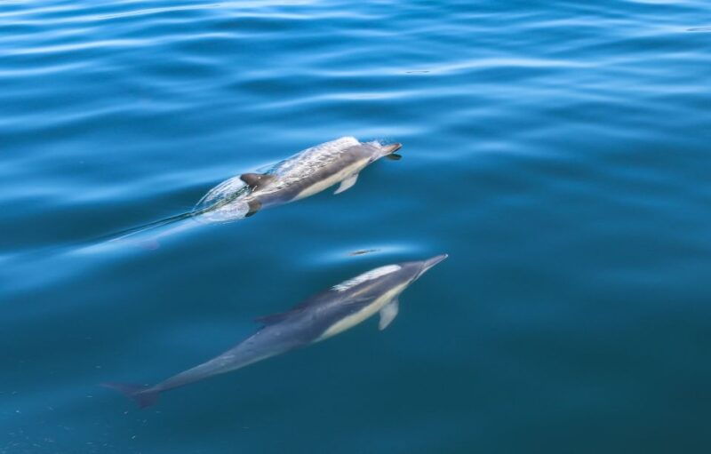 sesimbra-dolphin-watching-with-a-marine-biologist