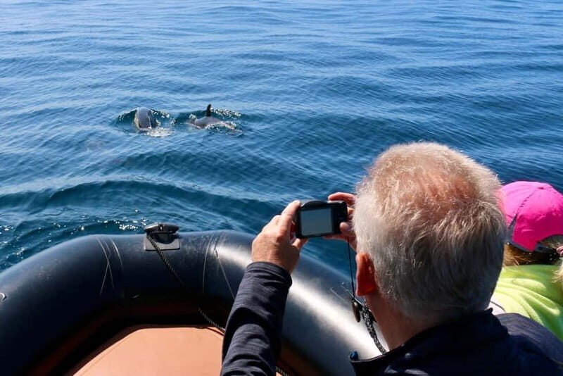 Sesimbra: Dolphin watching with marine biologist - Key Points