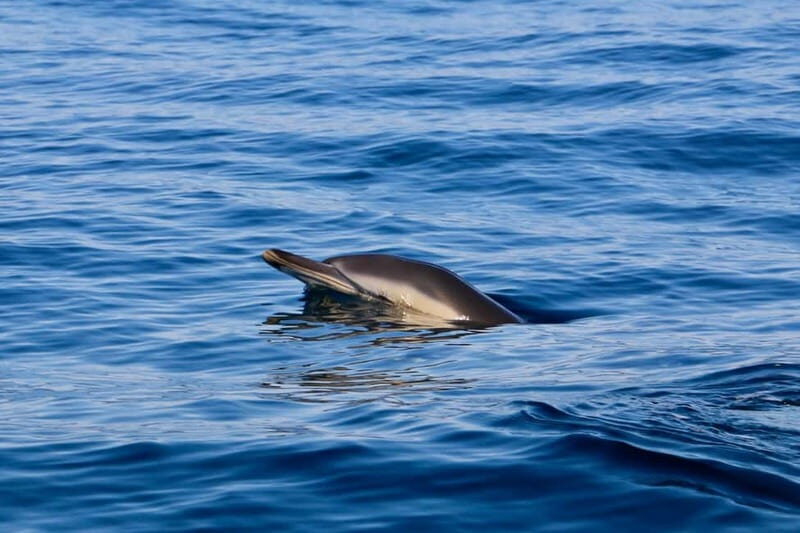 Sesimbra: Dolphin watching with marine biologist - What to Expect from the Dolphin Watching Tour in Sesimbra