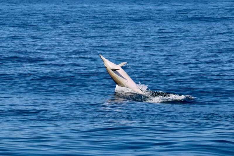 Sesimbra: Dolphin watching with marine biologist - What Sets This Tour Apart?