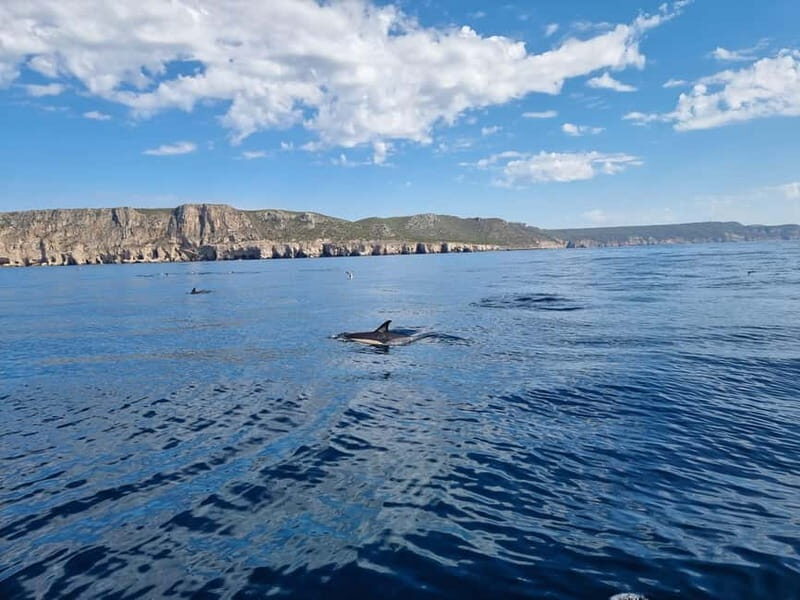 Sesimbra: Private Boat - Beach and Caves - Who Is This Tour Best For?