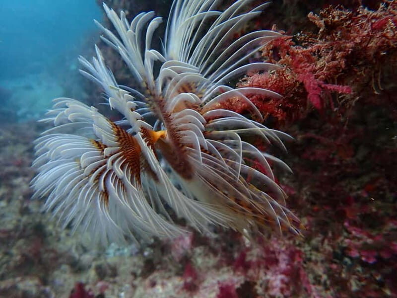 Sesimbra: Scuba Diving Experience with photos included - What’s Included and What’s Not