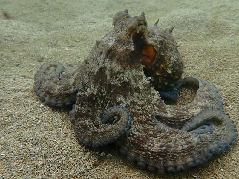 Sesimbra: Scuba Diving Experience with photos included - The Sum Up: A Great Intro to the Underwater World