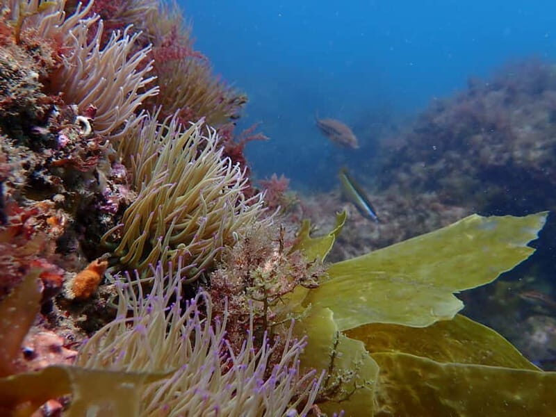 Sesimbra: Scuba Diving Experience with photos included - FAQ