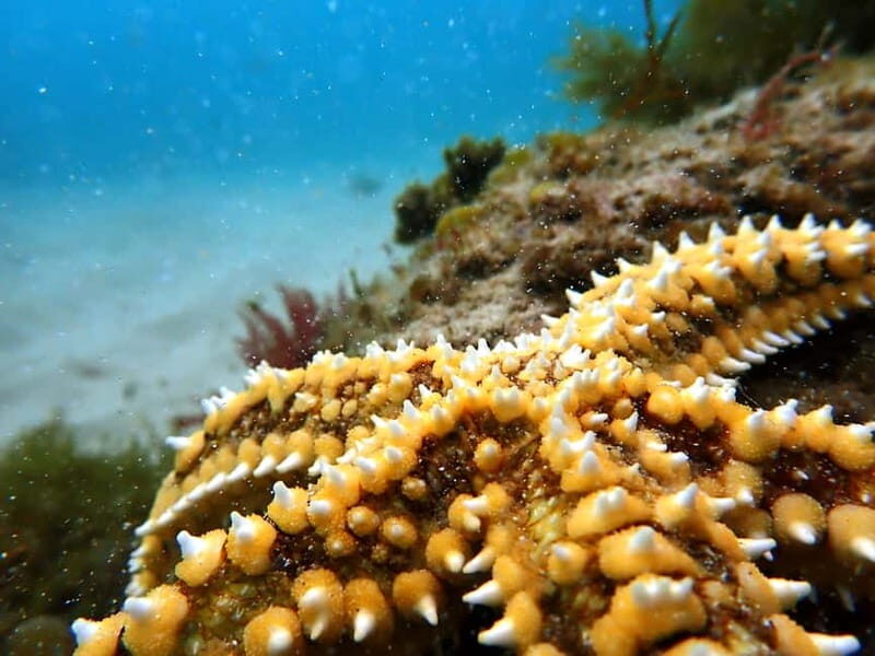 Sesimbra:Snorkeling experience in Marine Reserve with photos - Key Points