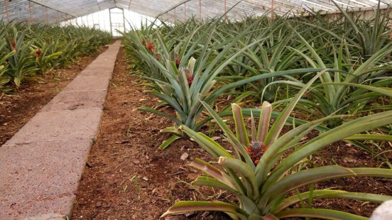 sete-cidades-half-day-tour