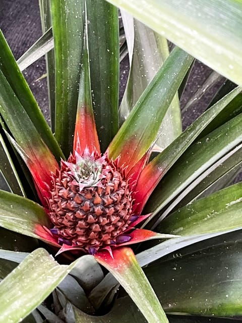 sete-cidades-lagoa-do-fogo-small-group-full-day-tour