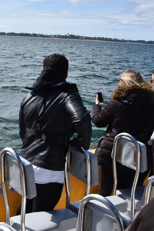 setubal-and-troia-dolphin-watching-and-arrabida-bays