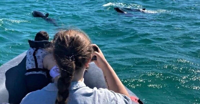 setubal-dolphin-watching-boat-tour-2