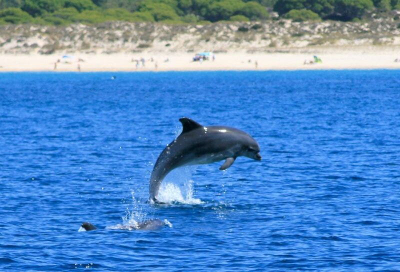 setubal-dolphin-watching-boat-tour