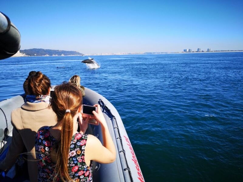 setubal-dolphin-watching-boat-tour