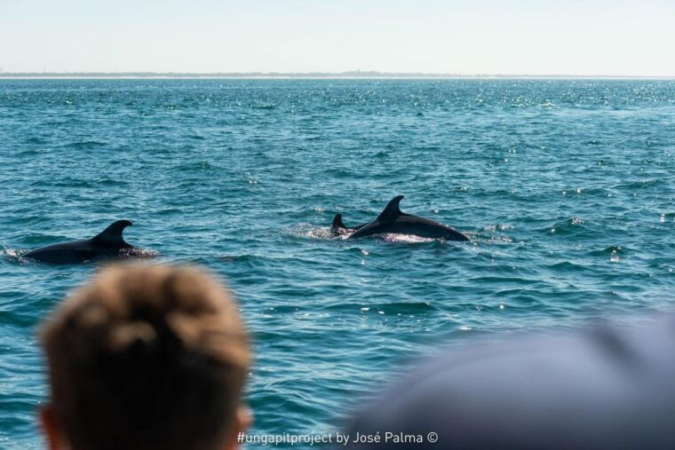 setubal-dolphin-watching-boat-tour