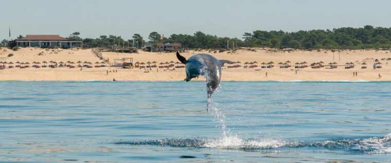 setubal-dolphin-watching-boat-tour
