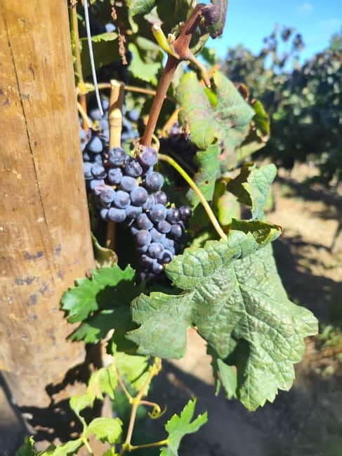 Setúbal Wine Tour: Discover the Moscatel Wine - FAQs
