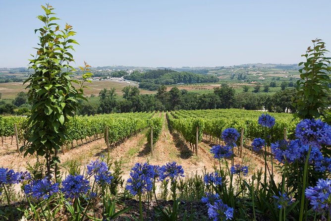 setubal-wine-tour-with-visit-and-tasting-at-2-wineries