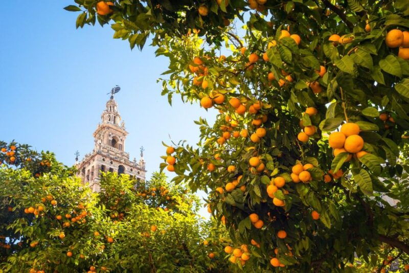 seville-alcazar-plaza-espana-walking-tour-with-digital-guide