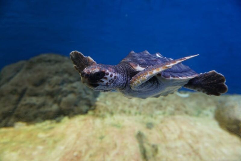 seville-aquarium-admission-ticket
