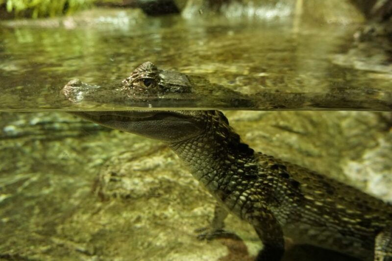 seville-aquarium-admission-ticket