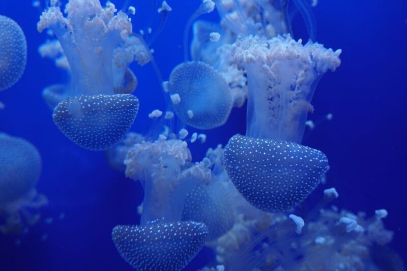 seville-aquarium-admission-ticket