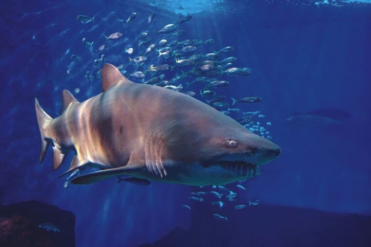 seville-aquarium-admission-ticket