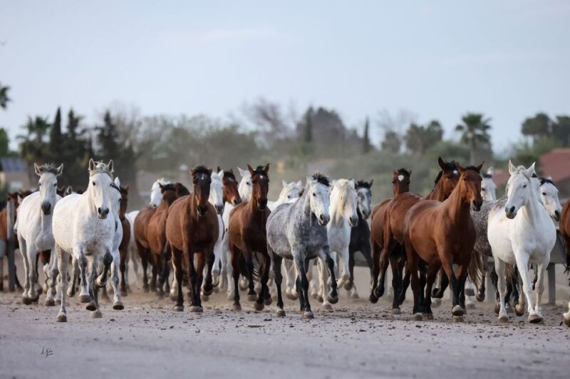 seville-horses-show-entry-ticket-optional-stud-farm-visit
