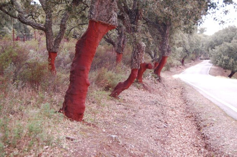 seville-transfer-to-malaga-with-visit-to-ronda