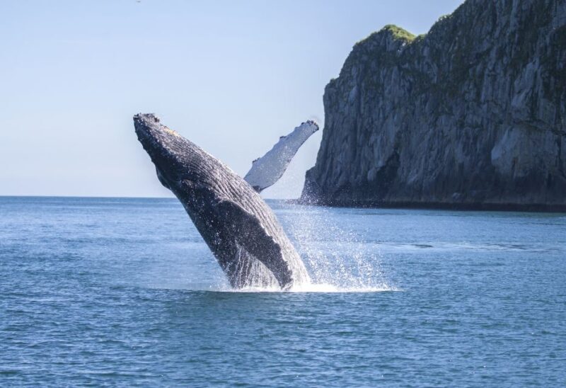 Seward: Kenai Fjords National Park Catamaran Cruise w/Lunch - Key Points