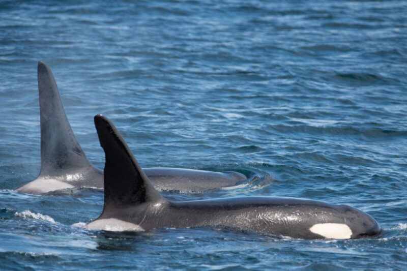Seward: Kenai Fjords National Park Catamaran Cruise w/Lunch - The Sum Up