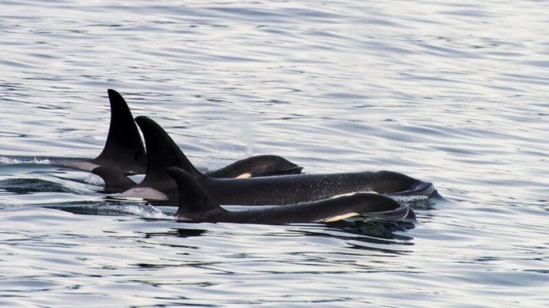 seward-resurrection-bay-orca-quest-cruise