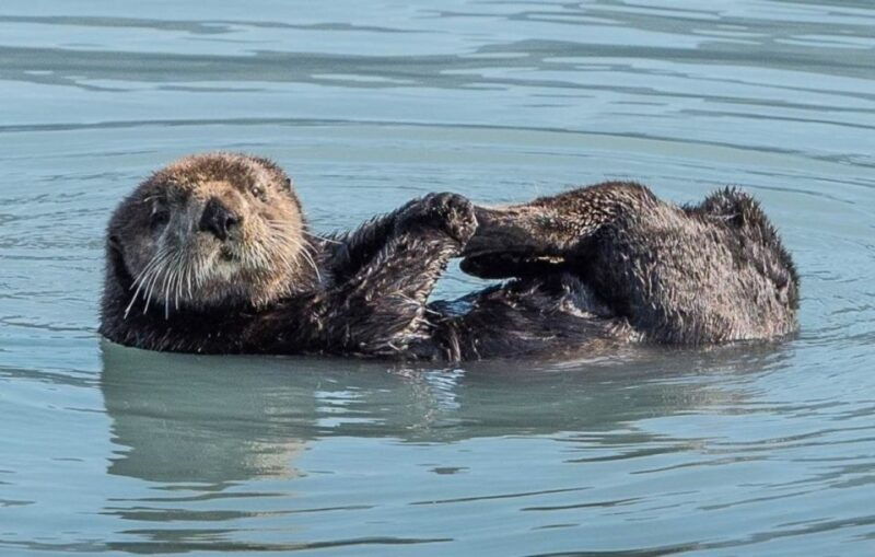 seward-spring-wildlife-guided-cruise