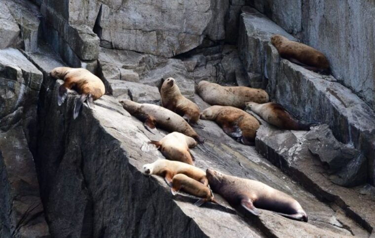 seward-spring-wildlife-guided-cruise