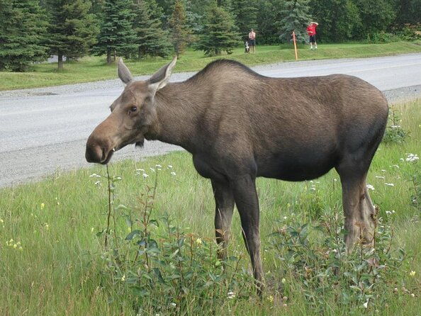 seward-to-anchorage-land-transfer-tour-2