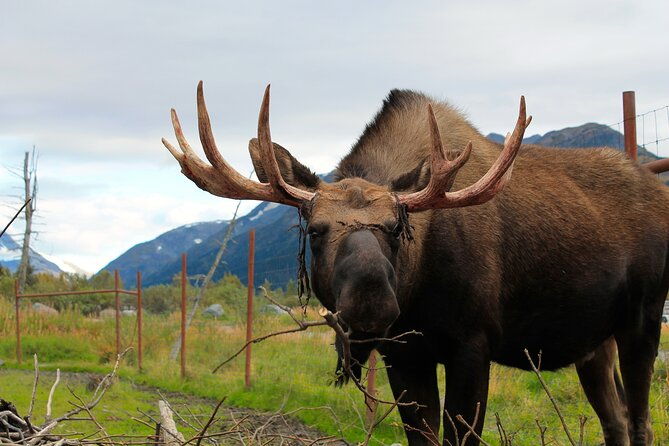 seward-to-anchorage-wildlife-adventure