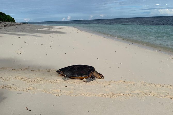 Seychelles Island Tour (PRIVATE 4 hours or 8 Hours) - The Guides: Knowledge, Humor, and Local Insight
