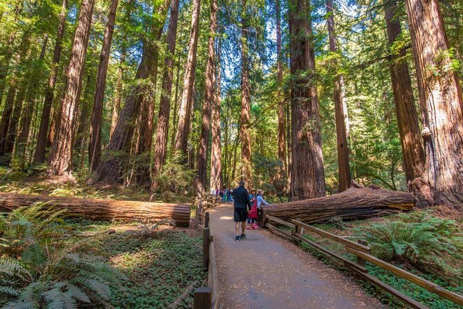 sf-city-muir-woods-and-sausalito-tour-with-optional-alcatraz