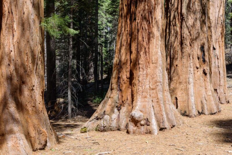 SF: Muir Woods, Sausalito, Golden Gate Bridge Private Tour - Exploring California’s Coastal Gems: A Private Tour of Muir Woods, Sausalito, and the Golden Gate Bridge