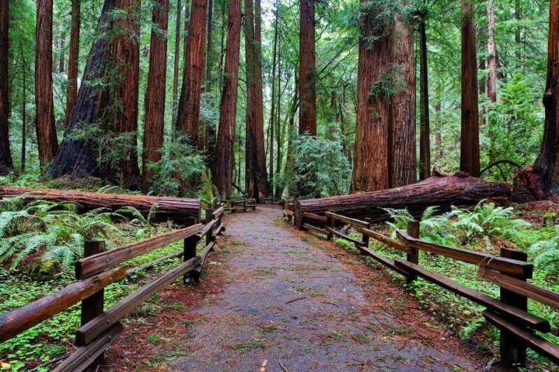 SF: Muir Woods, Sausalito, Golden Gate Bridge Private Tour - Practical Tips for the Tour